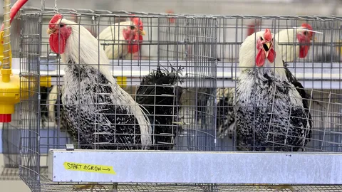สหรัฐฯ พบหวัดนกสายพันธุ์ H7N9 ระบาดในสัตว์ปีกครั้งแรกในรอบ 8 ปี